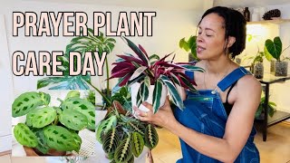 Prayer Plant  Marantaceae Care Day 🙏🏾🪴🧚🏽 [upl. by Aihsad]