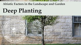 Deep Planting  Abiotic Factors in the Landscape and Garden [upl. by Weisbrodt43]