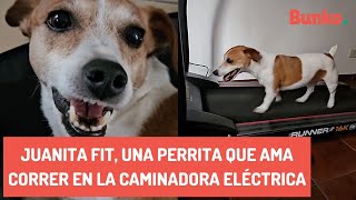 Juanita fit una perrita que ama correr en la caminadora eléctrica [upl. by Merdith]