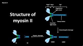 Myosin II structure  CSIR NET LS JRF  GATE csir gate [upl. by Svetlana]