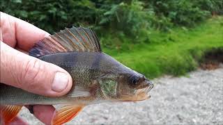 Ullswater wild camp with some fishing [upl. by Ahtaela]