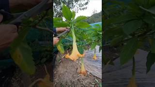 Old trumpet vine cuttings [upl. by Kiley]