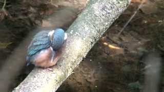 De verborgen wereld van de blauwe parel de ijsvogel natuurfilm [upl. by Tamma]