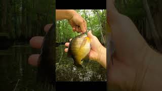 Bream fishing Bobber and worm for big bluegills [upl. by Oigufer]