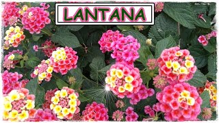 LANTANA CAMARA Saiba como CULTIVAR e CUIDAR deste arbusto que floresce o ano inteiro 🌹🌺⚘ [upl. by Senalda]