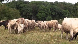 Rettung vor dem Schlachter Errichtung Gnadenhof in Endlichhofen [upl. by Kam]