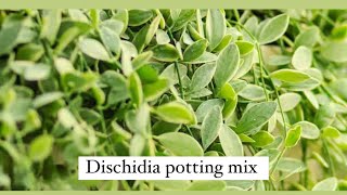 Dischidia plants potting mix [upl. by Lalittah]