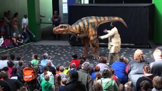 Bucky the T rex Lives  The Childrens Museum of Indianapolis [upl. by Mok]