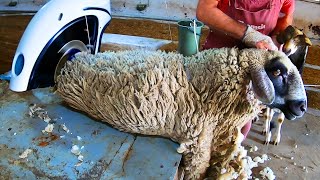 Sheep Farm With SPEED Shearing  Captivating [upl. by Kendre460]