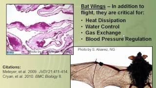 Bat Whitenose Syndrome There is a New Fungus Among Us By Dr David Blehert [upl. by Omik]