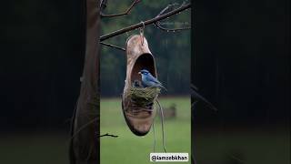 Bird in a Shoe With Her Babies [upl. by Etnuad113]