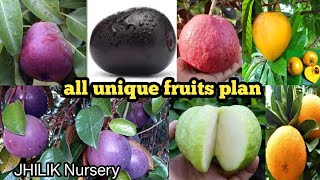 All Fruit Plant Nursery  Egg Fruit  Milk Fruit  White Diamond Guava  jhilik Nursery [upl. by Dorolisa]