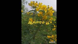 Beauty of yellow flower avaram poo senna auriculatabenefits english and tamil [upl. by Garold713]