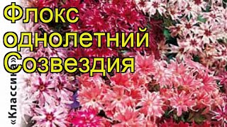 Флокс обыкновенный Созвездия Краткий обзор описание характеристик phlox drummondii [upl. by Cayser411]