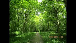 A trip into the woods between Peasmarsh and Beckley Sussex 5th May 2022 [upl. by Annahsit]