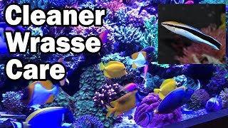 Cleaner Wrasse Care A How To Guide from AquariumDepotcom [upl. by Mellisent]