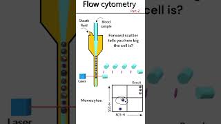 Flow Cytometry Principle Part 2 animation [upl. by Asuncion]