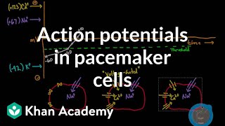 Action potentials in pacemaker cells  Circulatory system physiology  NCLEXRN  Khan Academy [upl. by Garneau]