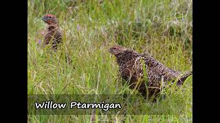 Lagopède des Saules  Willow Ptarmigan  Lagopus Lagopus [upl. by Skricki]