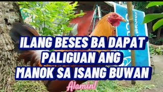 ILANG BESES BA DAPAT PALIGUAN ANG MANOK SA ISANG BUWAN breedingtips nature backyardbreeding [upl. by Frolick]