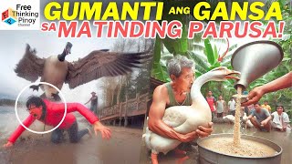 GANSA Marunong Gumanti ang Ibon na ito  Dangerous Goose Moments [upl. by Cila]