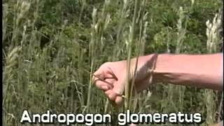 How to identify bushy beardgrass Andropogon glomeratus [upl. by Erialc487]