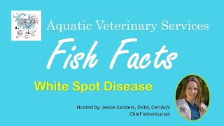 White Spot Disease in Pet Fish [upl. by Assirralc]