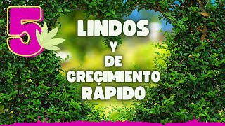 🌸 5 ARBUSTOS que crecen RÁPIDAMENTE para embellecer tu JARDÍN ❗❗ [upl. by Diena]