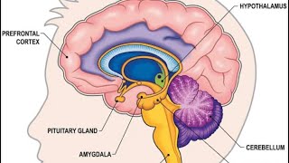 Human brain  easy interesting method to understand human brain [upl. by Hilaire]