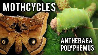 How to breed Polyphemus moth Antheraea polyphemus Mothcycles [upl. by Lais]