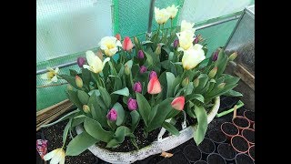 Planting Tulip Bulbs In Moses Basket UrduHindi [upl. by Htebzil]