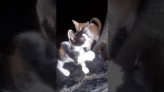 Cats eating big fish 🐟 kids eating fish catsounds attractive sounds shorts [upl. by Atcele]