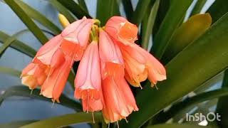 Clivia Nobilis Plant [upl. by Acinnor]