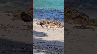 Variable oystercatchers on the beach birds NZendemic wildlife NewZealandBirds oystercatcher [upl. by Tamas]