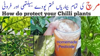 How do you protect Chilli plants  Pest on Chilli plants  Chilli pest control Homemade Pesticide [upl. by Sherborne935]