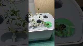 🧹🪴CLEANING an Aerogarden✨Flushing the Tank✨aerogarden tour shorts video✨ [upl. by Anevad]