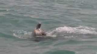 killer whale attacks and kills giant sea turtle [upl. by Queenie]