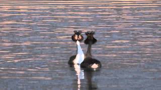 Great Crested Grebe Courtship Dance [upl. by Nahshu]