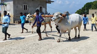 కొండయ్య స్వామి 6 పళ్ళు విభాగం 12వ జత బోయ ఈశ్వరయ్య కొట్టాలపల్లి గ్రామం బుక్కరాయసముద్రం మండలం అనంతపురం [upl. by Ahtaela]