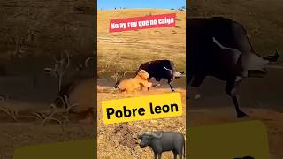 NO AY REY QUE NO CAIGA leyvafamilyvlog PELEA LEON bufalos BISONTES handymantips viralshorts [upl. by Tressia]