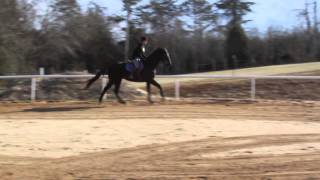 Equine Stifle and SI Lameness Case Study with CurOST [upl. by Fraya]