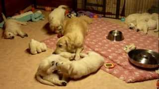 Golden Retriever Mum educating her puppies aged 7 weeks [upl. by Tamar432]