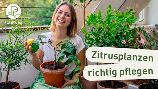 Zitruspflanzen richtig pflegen 6 Tipps [upl. by Dita]