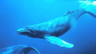 Humpback Whale Song Sped Up 800 AMAZING [upl. by Korenblat]