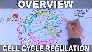 Cell Cycle Regulation  Basic Overview [upl. by Oskar625]