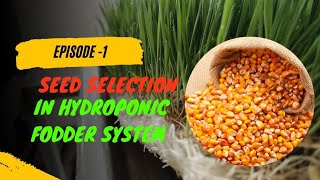 Seed selection in hydroponic fodder system  Episode 1  Ashwin Sawant  Hydroponic fodder [upl. by Ruby]