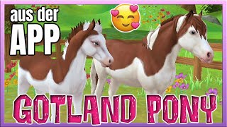 Unser GOTLAND PONY in SPLASHED WHITE 🐴💖 Fuchs aus der Star Stable Horses App SSO [upl. by Kendrick]