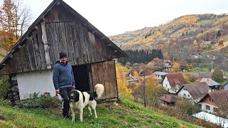 CIOBANESTI DE BUCOVINA ADEVARATI SI BESTIA SPARTACUSCARE NU ARE FRICALA MARIAN BLAJLA MUNTE [upl. by Ponton]