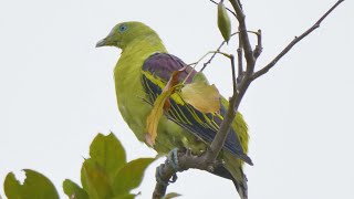 Greenpigeons in the city [upl. by Gnuh]