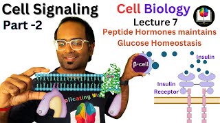 Cell Signaling Part 2  How Insulin amp Glucagon regulates Blood Glucose Level  Peptide Hormones [upl. by Agna]